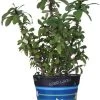 Flower Pot Cover - Good Luck -Kite Shop 80018p goodluck