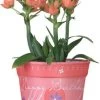Flower Pot Cover - Happy Birthday